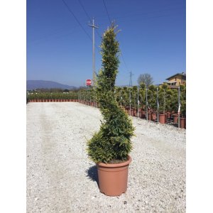 Cyprusovec leylandský (Cupressocyparis leylandii) ´CASTLEWELLAND GOLD´ - výška 80-100 cm, kont. C12L - ŠPIRÁLA